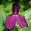 Roscoea 'Harvington Evening Star' 1 Roscoea 'Harvington Evening Star' -KANG Plants Shop pl2000044428