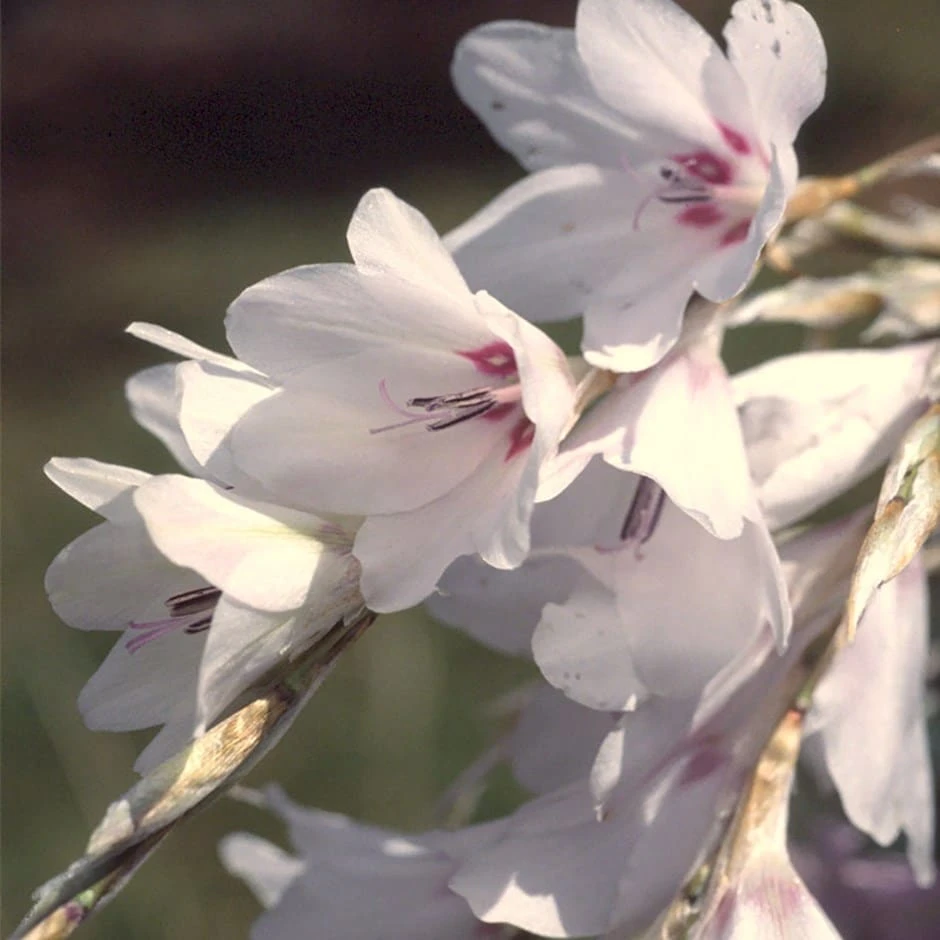 Dierama Pulcherrimum Var. Album 3 Dierama Pulcherrimum Var. Album