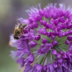 Allium 'Lavender Bubbles' 5 Allium 'Lavender Bubbles' -KANG Plants Shop pl2000045043 card2 lg