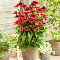 Echinacea SunSeekers Red ('Apecssired') (SunSeekers Series) -KANG Plants Shop pl2000045050 card3 lg