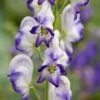 Aconitum × Cammarum 'Bicolor' 1 Aconitum × Cammarum 'Bicolor' -KANG Plants Shop pl2000045481