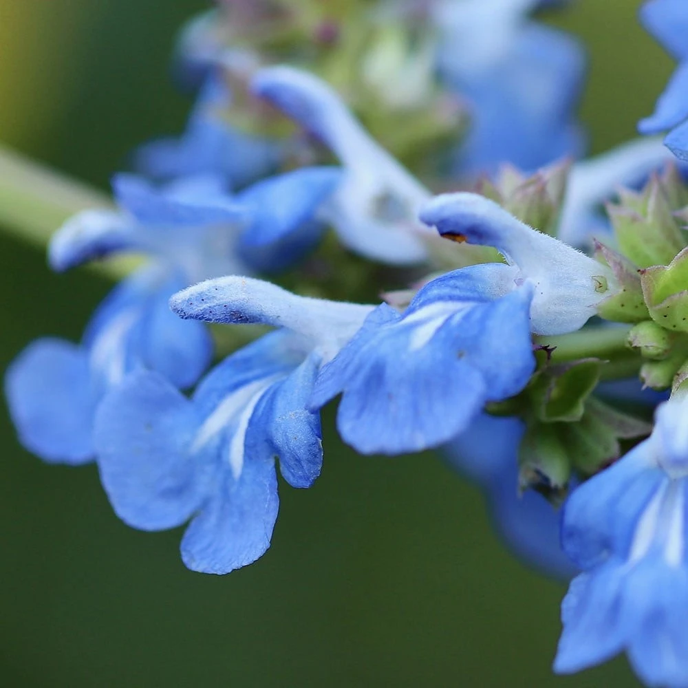 Salvia Uliginosa 4 Salvia Uliginosa - Image 2