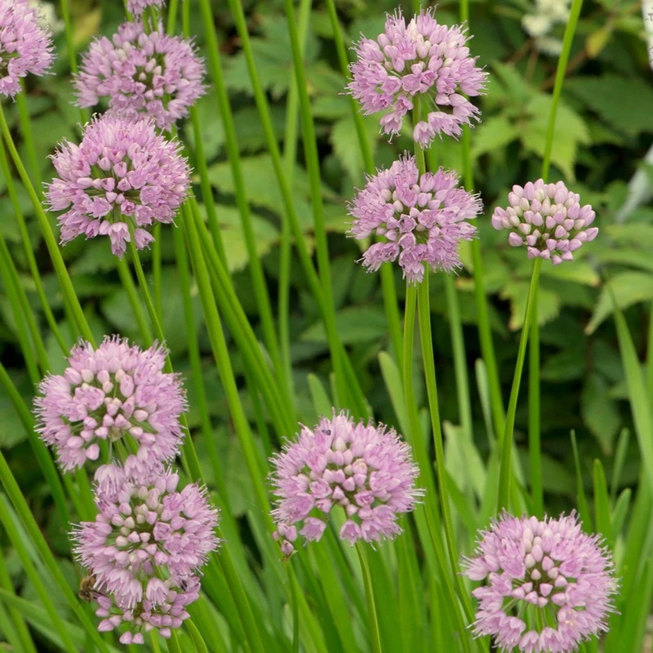 Allium Angulosum 'Summer Beauty' 3 Allium Angulosum 'Summer Beauty'