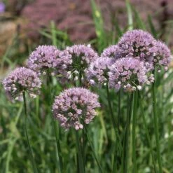 Allium Angulosum 'Summer Beauty' 6 Allium Angulosum 'Summer Beauty' -KANG Plants Shop pl2000045940 card2 lg