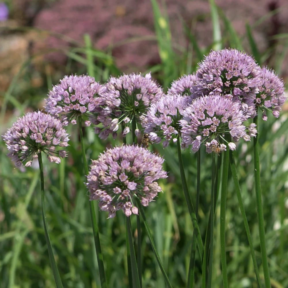 Allium Angulosum 'Summer Beauty' 4 Allium Angulosum 'Summer Beauty' - Image 2