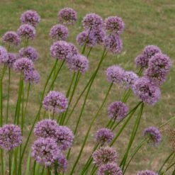 Allium Angulosum 'Summer Beauty' 7 Allium Angulosum 'Summer Beauty' -KANG Plants Shop pl2000045940 card3 lg