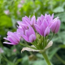 Allium Senescens Subsp. Glaucum 6 Allium Senescens Subsp. Glaucum -KANG Plants Shop pl2000046240 card2 lg