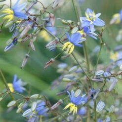 Dianella Revoluta Coolvista ('Allyn-Citation') (PBR) -KANG Plants Shop pl2000046251 card2 lg
