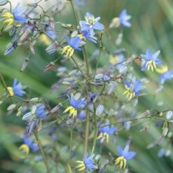 Dianella Revoluta Coolvista ('Allyn-Citation') (PBR) -KANG Plants Shop pl2000046251 card3 lg