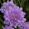 Scabiosa Flutter Deep Blue ('Balfluttdelu') (PBR) (Flutter Series) -KANG Plants Shop pl2000046256