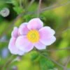 Anemone × Hybrida 'Loreley' -KANG Plants Shop pl2000046383