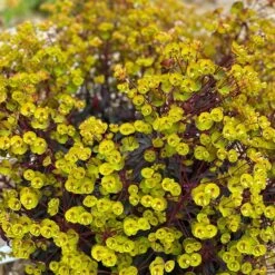 Euphorbia 'Miners Merlot' (PBR) -KANG Plants Shop pl2000046674 card2 lg