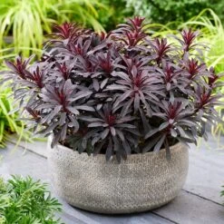 Euphorbia 'Miners Merlot' (PBR) -KANG Plants Shop pl2000046674 card3 lg