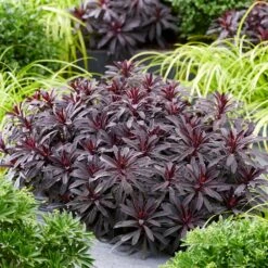 Euphorbia 'Miners Merlot' (PBR) -KANG Plants Shop pl2000046674 card4 lg