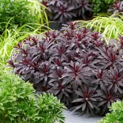 Euphorbia 'Miners Merlot' (PBR) -KANG Plants Shop pl2000046674 card6 lg