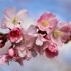 Prunus 'Pink Shell' -KANG Plants Shop pl2000047745