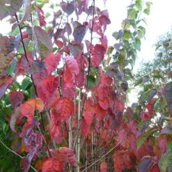 Prunus Sargentii 'Charles Sargent' -KANG Plants Shop pl2000047748 card3 lg