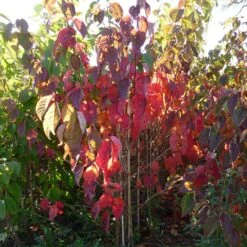 Prunus Sargentii 'Charles Sargent' -KANG Plants Shop pl2000047748 card4 lg