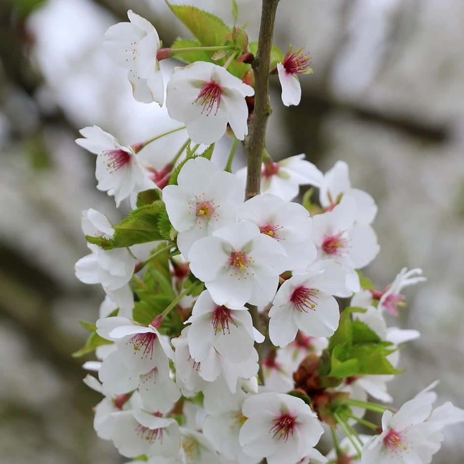 Prunus 'Umineko' 3 Prunus 'Umineko'