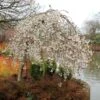 Prunus × Yedoensis 'Shidare-Yoshino' -KANG Plants Shop pl2000047763