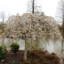 Prunus × Yedoensis 'Shidare-Yoshino' -KANG Plants Shop pl2000047763 card3 lg