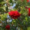 Sorbus Aucuparia Cardinal Royal ('Michred') -KANG Plants Shop pl2000047777