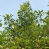 Alnus Incana 1 Alnus Incana -KANG Plants Shop pl2000048021