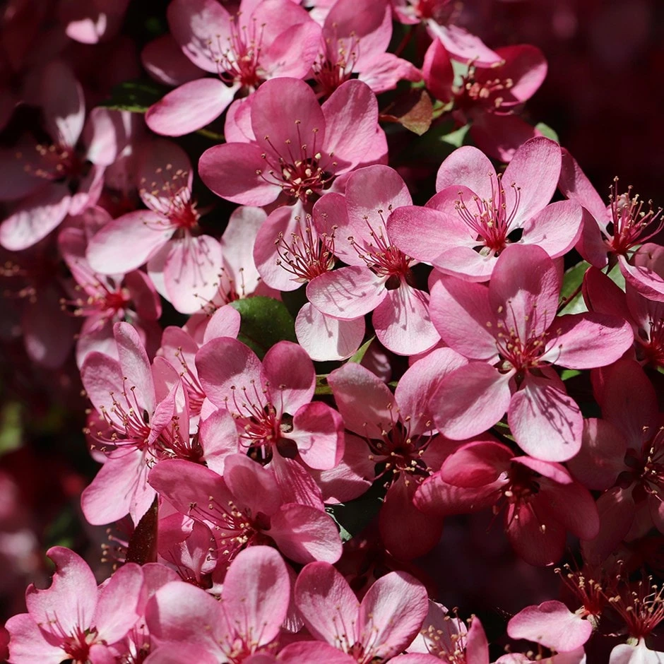 Malus 'Rudolph' 3 Malus 'Rudolph'