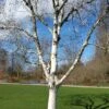 Betula Utilis Subsp. Jacquemontii 'Silver Shadow'