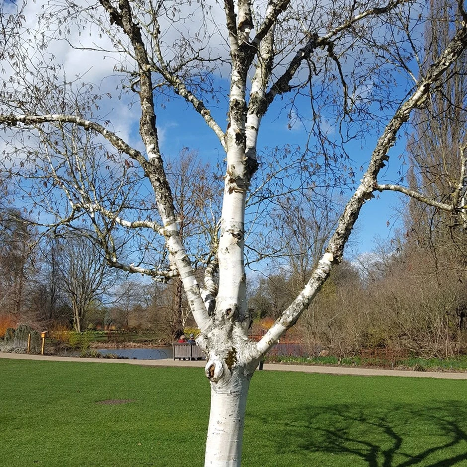 Betula Utilis Subsp. Jacquemontii 'Silver Shadow' 3 Betula Utilis Subsp. Jacquemontii 'Silver Shadow'