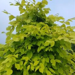 Carpinus Betulus Chartreuse® ('Carpsim') (PBR)