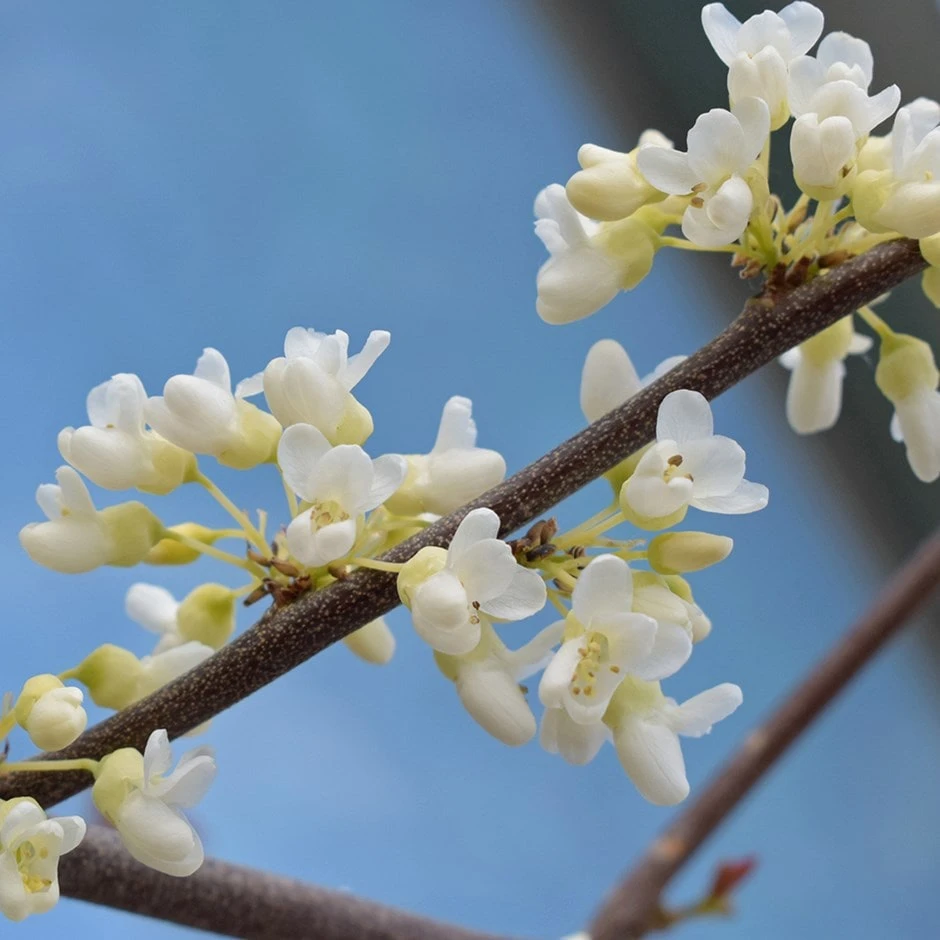 Cercis Canadensis 'Texan White' 3 Cercis Canadensis 'Texan White'