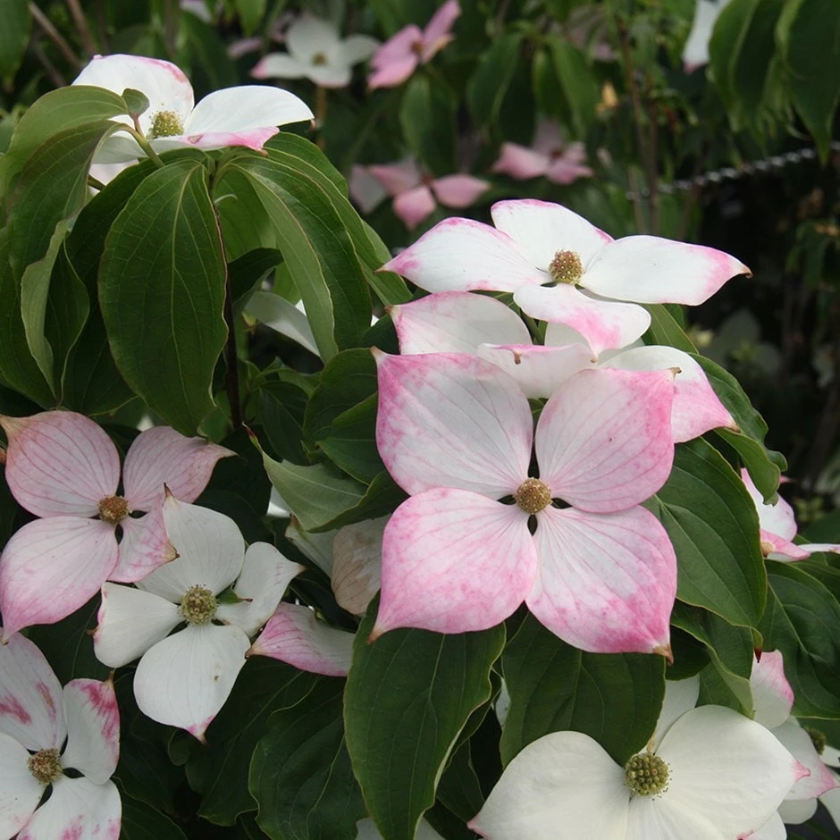Cornus Kousa 'Teutonia' 3 Cornus Kousa 'Teutonia'