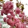 Prunus 'Asano' -KANG Plants Shop pl2000048978