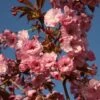 Prunus 'Hokusai' -KANG Plants Shop pl2000048981