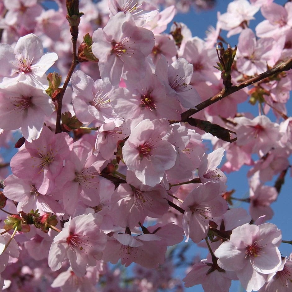 Prunus 'Jacqueline' 3 Prunus 'Jacqueline'