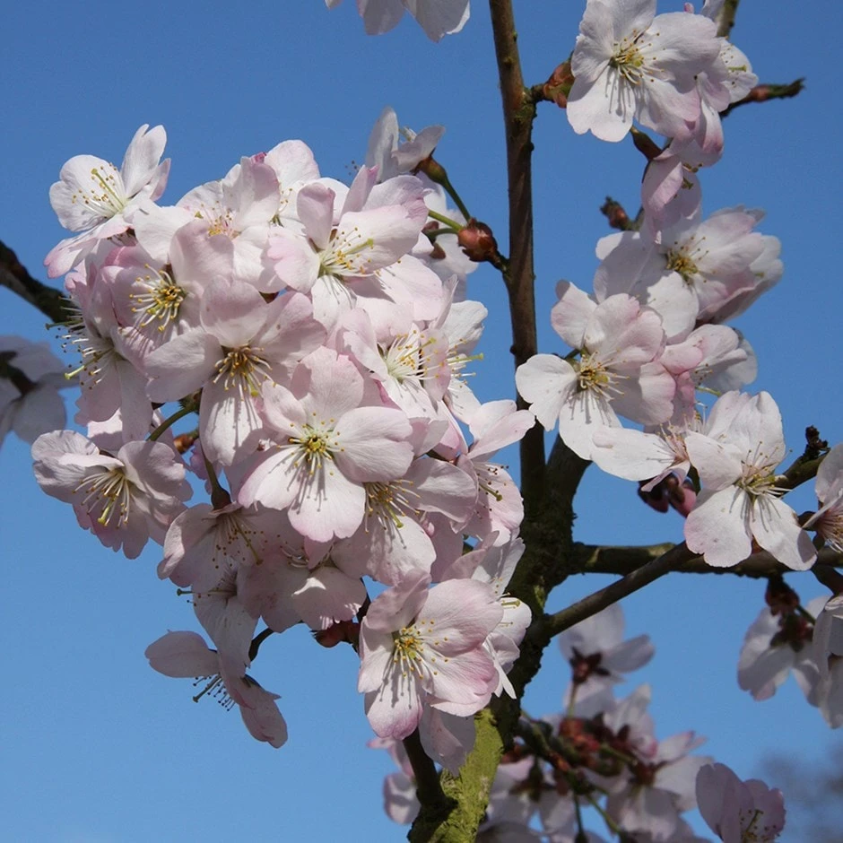 Prunus 'Tiltstone Hellfire' 3 Prunus 'Tiltstone Hellfire'