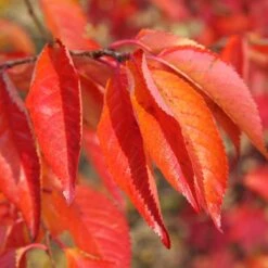 Prunus 'Tiltstone Hellfire' 5 Prunus 'Tiltstone Hellfire' -KANG Plants Shop pl2000048987 card2 lg