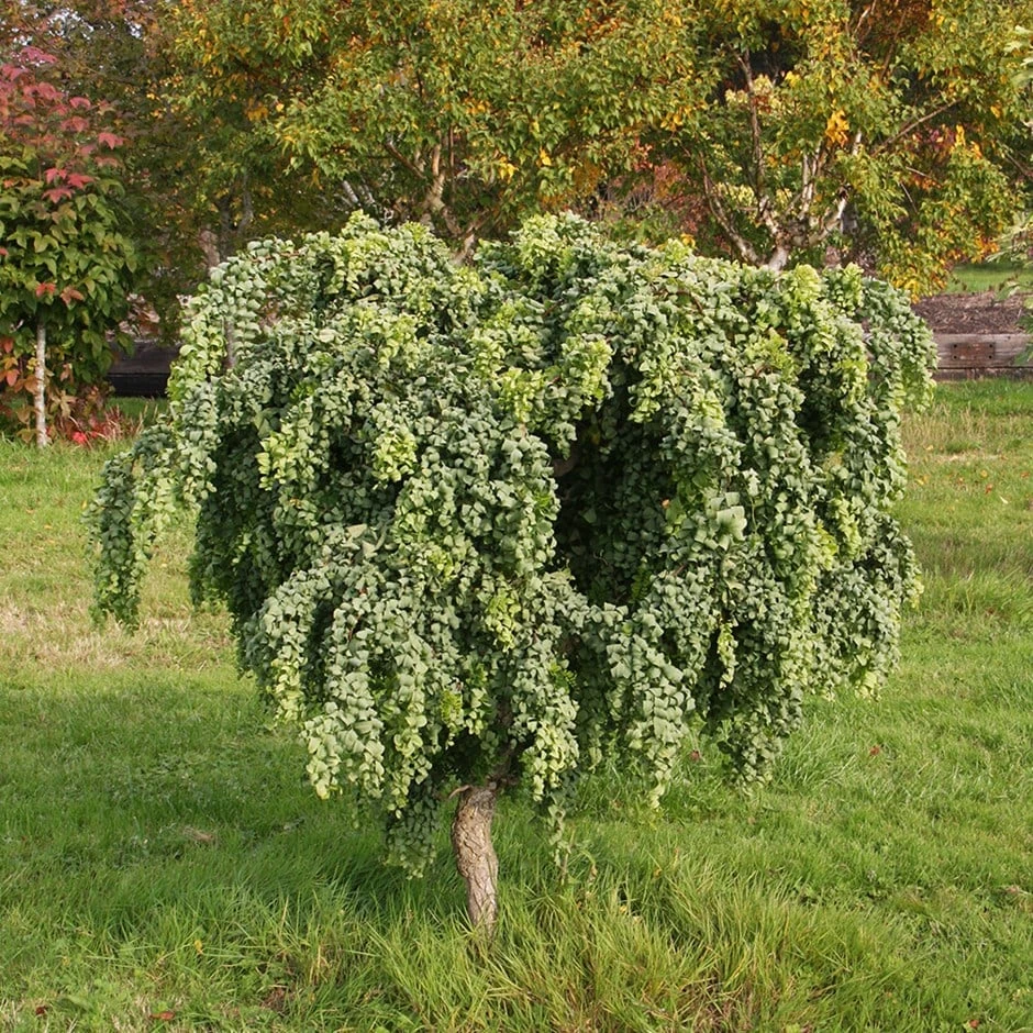 Robinia Pseudoacacia 'Lace Lady' (PBR) 3 Robinia Pseudoacacia 'Lace Lady' (PBR)