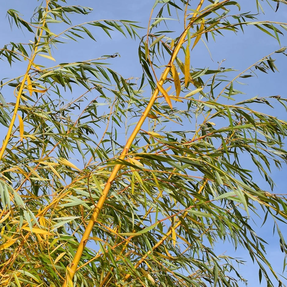 Salix Alba 'Tristis' 3 Salix Alba 'Tristis'