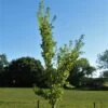 Ulmus 'Wingham' -KANG Plants Shop pl2000048999