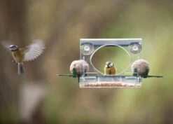Complete Window Feeder For Birds -KANG Plants Shop pr2000008345 card3 lg