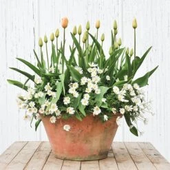 Lucca Terracotta Pot -KANG Plants Shop pr2000012805 card4 lg