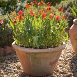 Lucca Terracotta Pot -KANG Plants Shop pr2000012805 card6 lg