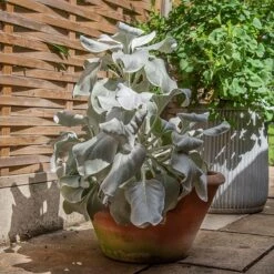 Lucca Terracotta Pot -KANG Plants Shop pr2000012805 card8 lg