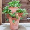 Terracotta Strawberry Planter -KANG Plants Shop pr2000012807