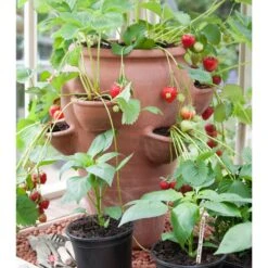 Terracotta Strawberry Planter 9 Terracotta Strawberry Planter -KANG Plants Shop pr2000012807 card4 lg