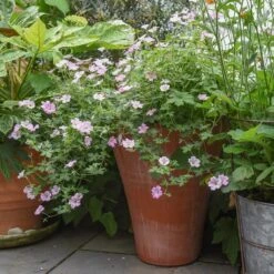 Empoli Terracotta Lily Pot 13 Empoli Terracotta Lily Pot -KANG Plants Shop pr2000012808 card4 lg