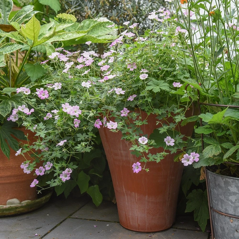 Empoli Terracotta Lily Pot 6 Empoli Terracotta Lily Pot - Image 4