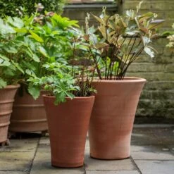 Empoli Terracotta Lily Pot 14 Empoli Terracotta Lily Pot -KANG Plants Shop pr2000012808 card5 lg